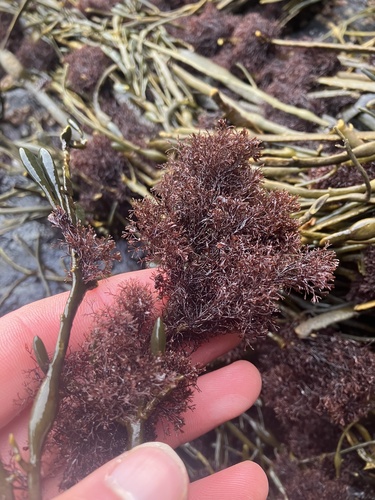 Vertebrata lanosa (Wrack Siphon Weed)