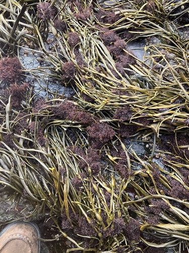 Vertebrata lanosa (Wrack Siphon Weed)