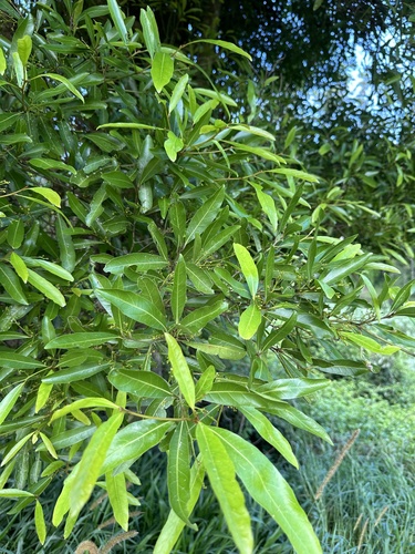 Duboisia myoporoides (corkwood) (alternate view 5)