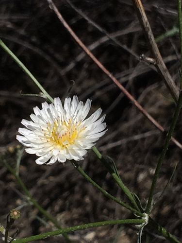 Malacothrix saxatilis (Cliff Aster) (alternate view 4)