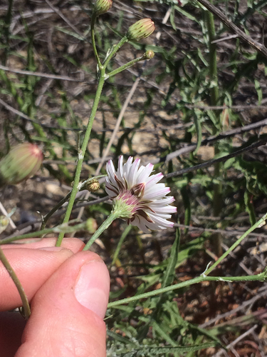 Malacothrix saxatilis (Cliff Aster) (alternate view 5)