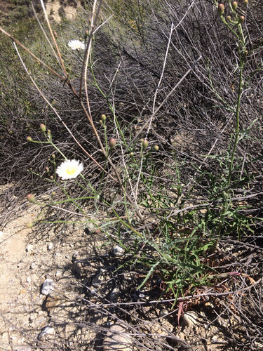 Malacothrix saxatilis (Cliff Aster) (alternate view 3)