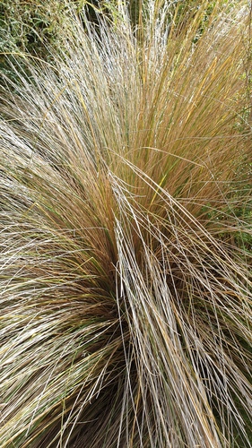 Chionochloa rubra (Red Tussock Grass) (alternate view 3)