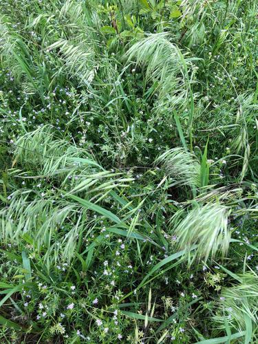 Bromus tectorum (cheat grass) (alternate view 6)