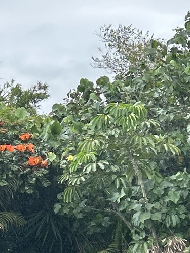 Heptapleurum actinophyllum (Australian Umbrella Tree) (alternate view 2)