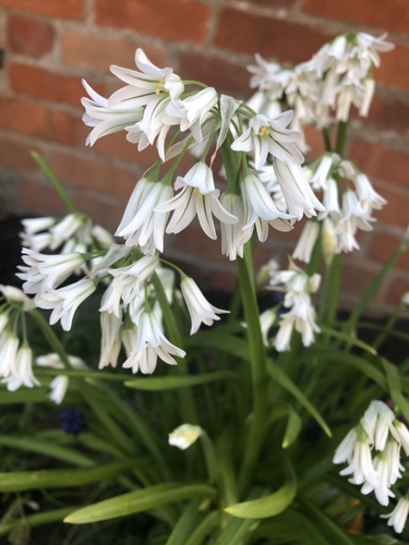 Allium triquetrum (Three-cornered garlic)