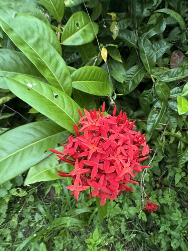 Ixora coccinea (Jungle flame)