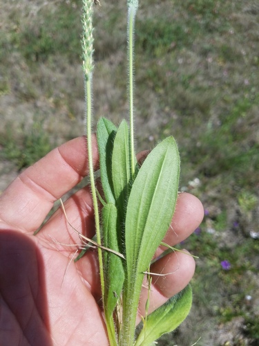 Plantago rhodosperma (redseed plantain)