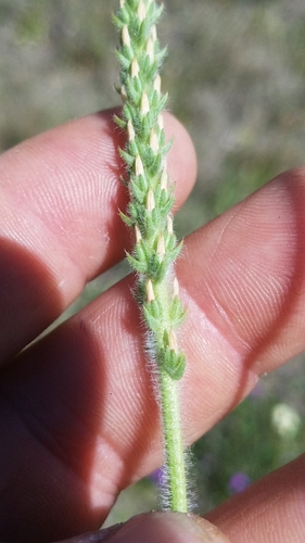 Plantago rhodosperma (redseed plantain) (alternate view 2)