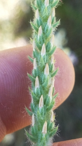 Plantago rhodosperma (redseed plantain) (alternate view 3)