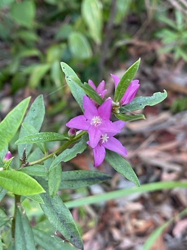 Crowea saligna (willow-leaved crowea) (alternate view 6)