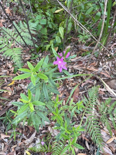 Crowea saligna (willow-leaved crowea) (alternate view 7)