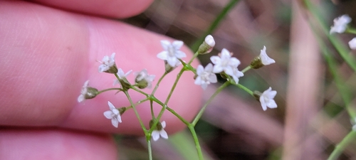 Platysace linearifolia (Carrot Tops)