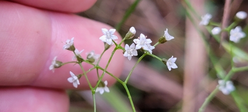 Platysace linearifolia (Carrot Tops) (alternate view 2)