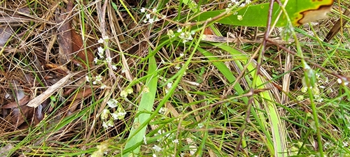 Platysace linearifolia (Carrot Tops) (alternate view 4)