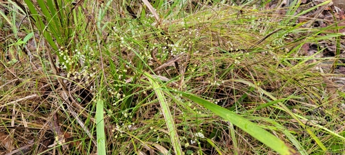 Platysace linearifolia (Carrot Tops) (alternate view 5)