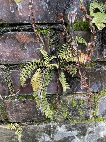 Asplenium platyneuron (ebony spleenwort)
