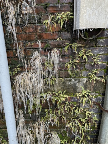 Asplenium platyneuron (ebony spleenwort)