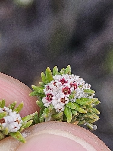 Phylica (Hardleaves) (alternate view 10)