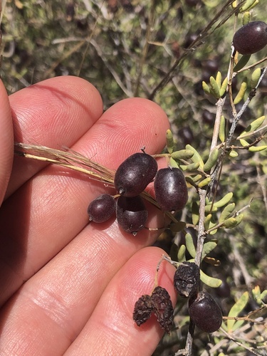 Nitraria billardierei (nitre bush) (alternate view 3)