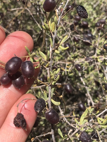 Nitraria billardierei (nitre bush) (alternate view 4)
