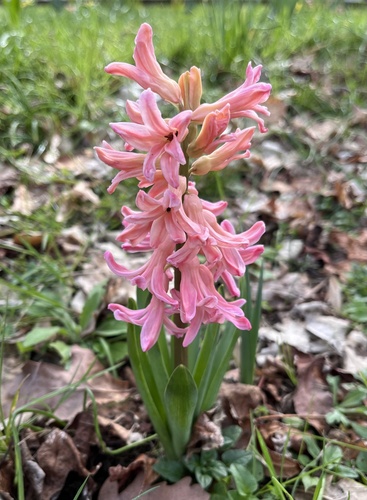 Hyacinthus orientalis (hyacinth)