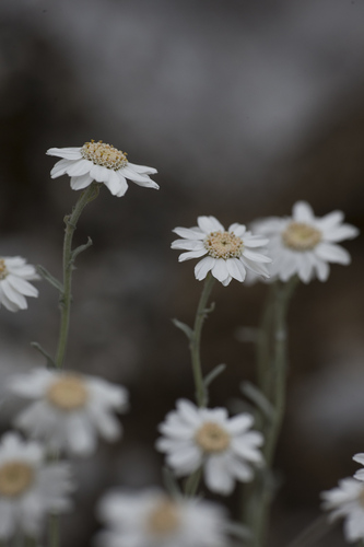 Achillea ageratifolia (Greek Yarrow)