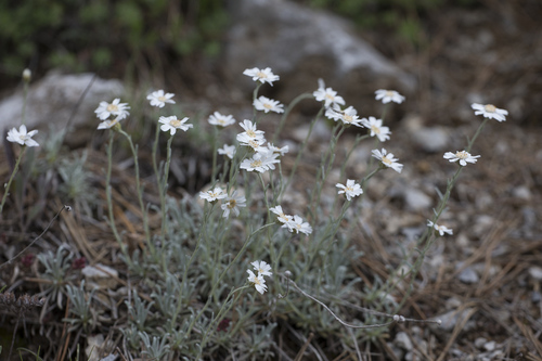 Achillea ageratifolia (Greek Yarrow)
