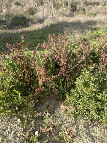 Chenopodiastrum murale (nettle-leaved goosefoot) (alternate view 4)