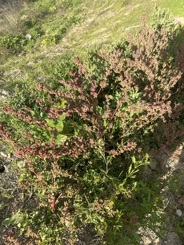 Chenopodiastrum murale (nettle-leaved goosefoot) (alternate view 5)