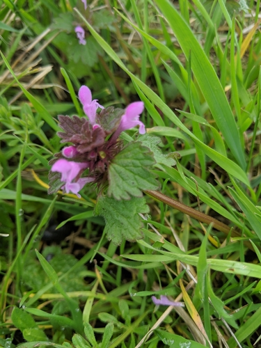 Lamium hybridum (cutleaf deadnettle)