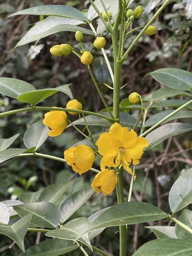 Senna septemtrionalis (Arsenic Bush) (alternate view 3)