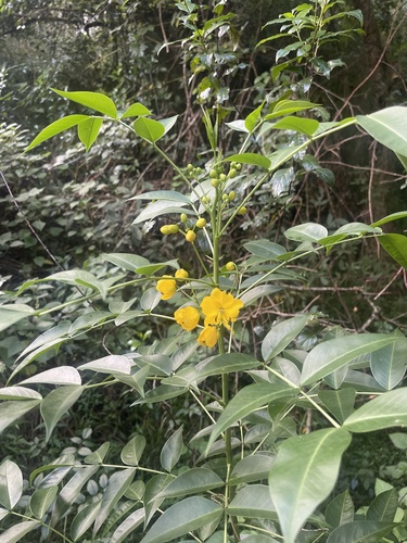 Senna septemtrionalis (Arsenic Bush) (alternate view 4)
