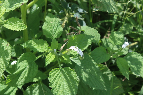 Heliotropium indicum (Indian Heliotrope) (alternate view 4)