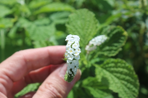 Heliotropium indicum (Indian Heliotrope) (alternate view 6)