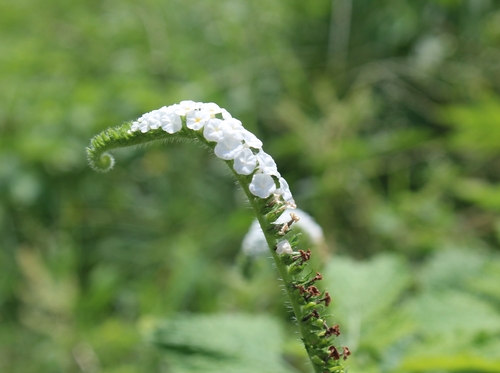 Heliotropium indicum (Indian Heliotrope) (alternate view 7)