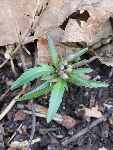 Cardamine concatenata (cut-leaved toothwort)