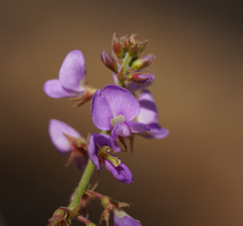 Desmodium rhytidophyllum (Rusty tick-trefoil)