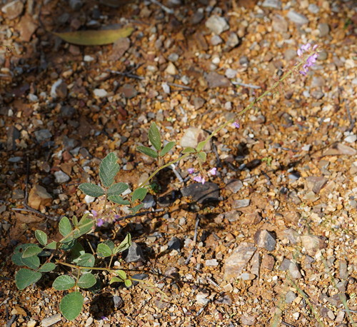 Desmodium rhytidophyllum (Rusty tick-trefoil) (alternate view 2)