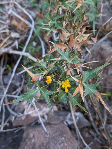 Berberis (Barberries) (alternate view 3)