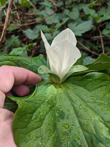 Trillium chloropetalum (giant trillium)