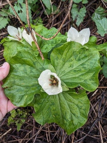 Trillium chloropetalum (giant trillium) (alternate view 2)