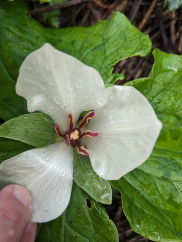 Trillium chloropetalum (giant trillium) (alternate view 5)