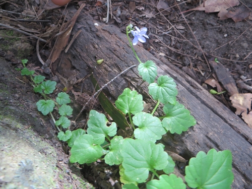 Lobelia trigonocaulis (forest lobelia) (alternate view 2)