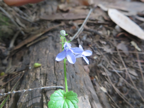 Lobelia trigonocaulis (forest lobelia) (alternate view 3)