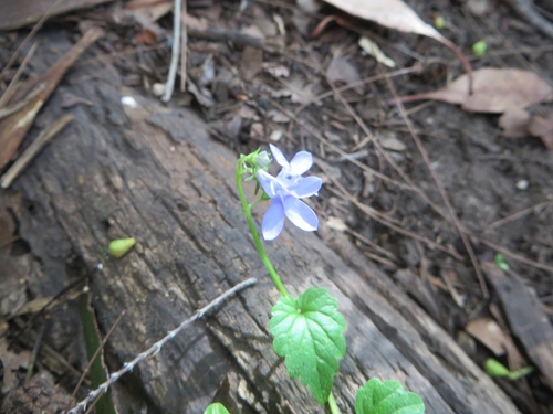 Lobelia trigonocaulis (forest lobelia) (alternate view 4)
