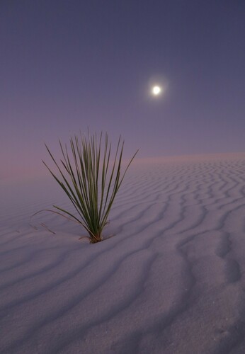 Yucca elata (soaptree yucca) (alternate view 7)