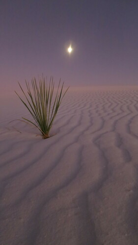 Yucca elata (soaptree yucca) (alternate view 8)