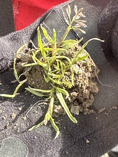 Poa annua (annual bluegrass)