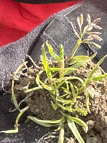 Poa annua (annual bluegrass) (alternate view 2)